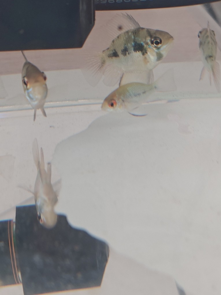 藍波子眼鏡發紅，請各位大神幫忙看看