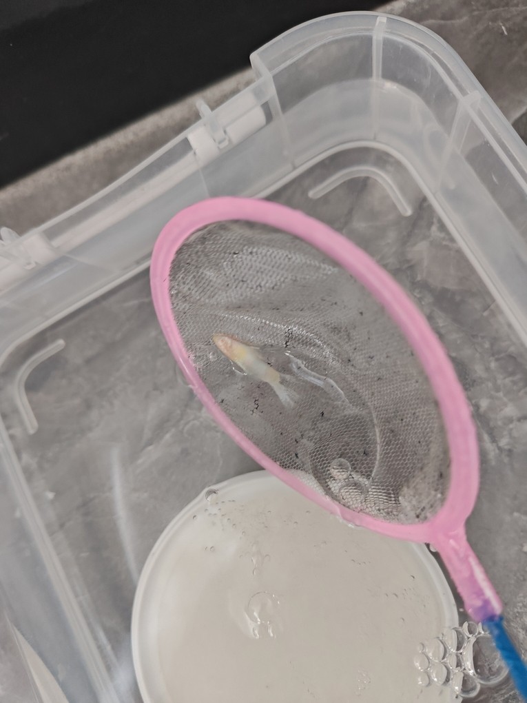 孔雀魚(yú)尾巴變沒(méi)，死后魚(yú)體發(fā)白