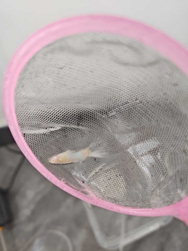 孔雀魚(yú)尾巴變沒(méi)，死后魚(yú)體發(fā)白