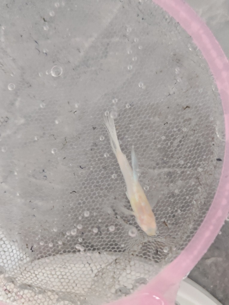 孔雀魚(yú)尾巴變沒(méi)，死后魚(yú)體發(fā)白