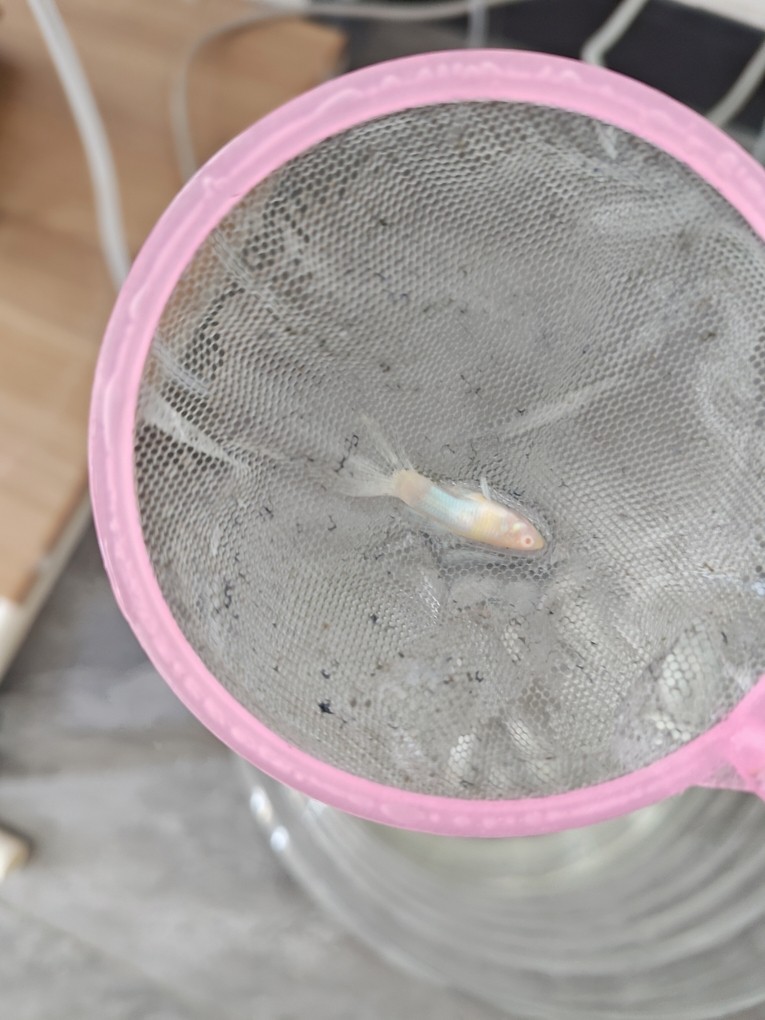 孔雀魚(yú)尾巴變沒(méi)，死后魚(yú)體發(fā)白
