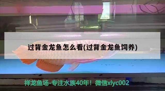 過背金龍魚怎么看(過背金龍魚飼養)