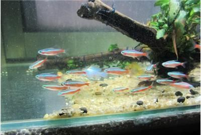 虎魚苗生長環境優化技巧，如何優化虎魚苗的生長環境