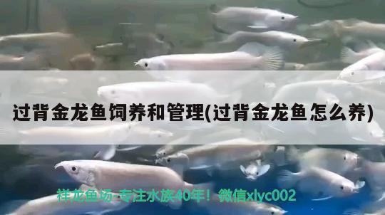 過背金龍魚飼養和管理(過背金龍魚怎么養)