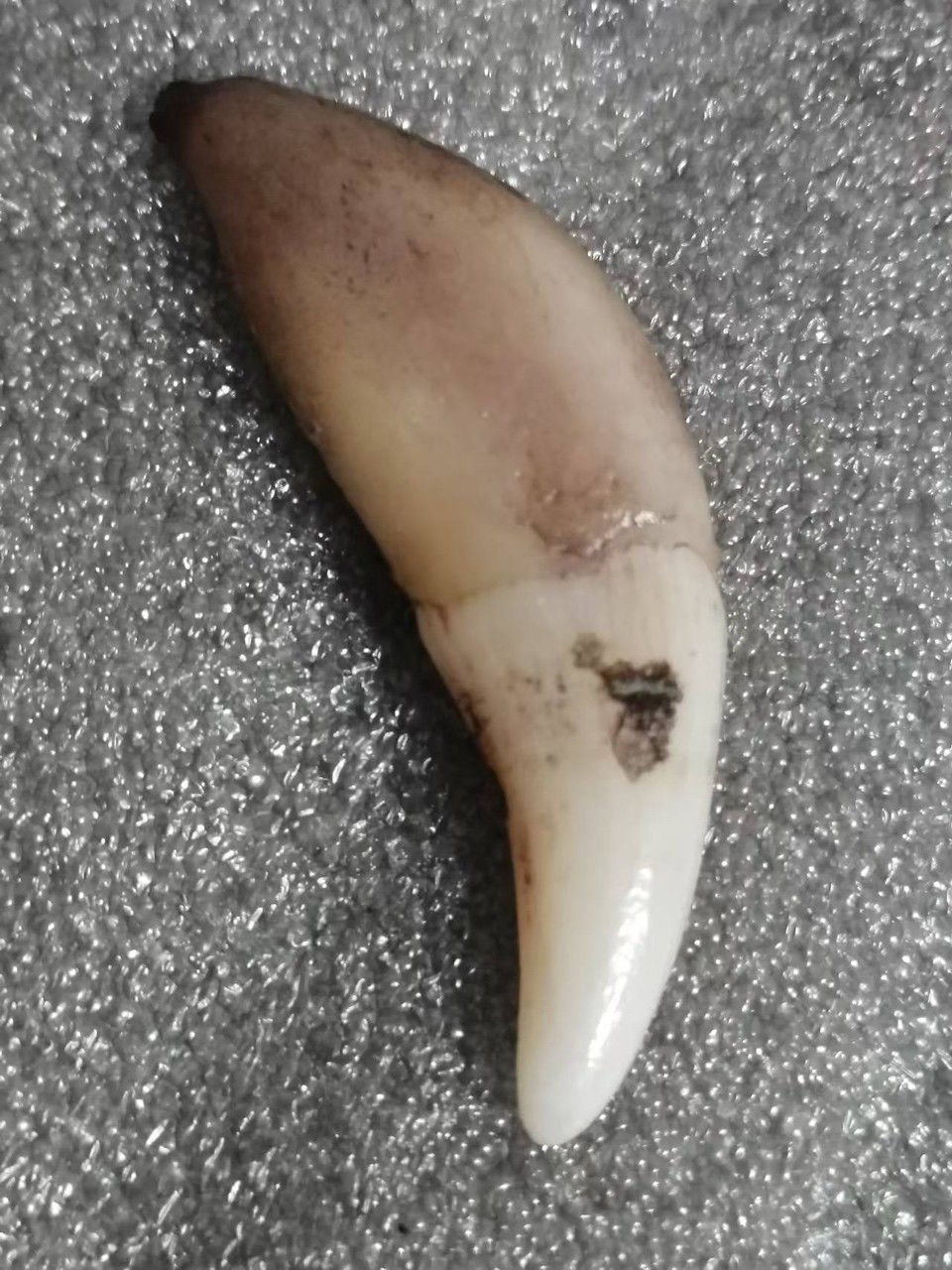 俄羅斯精品牙