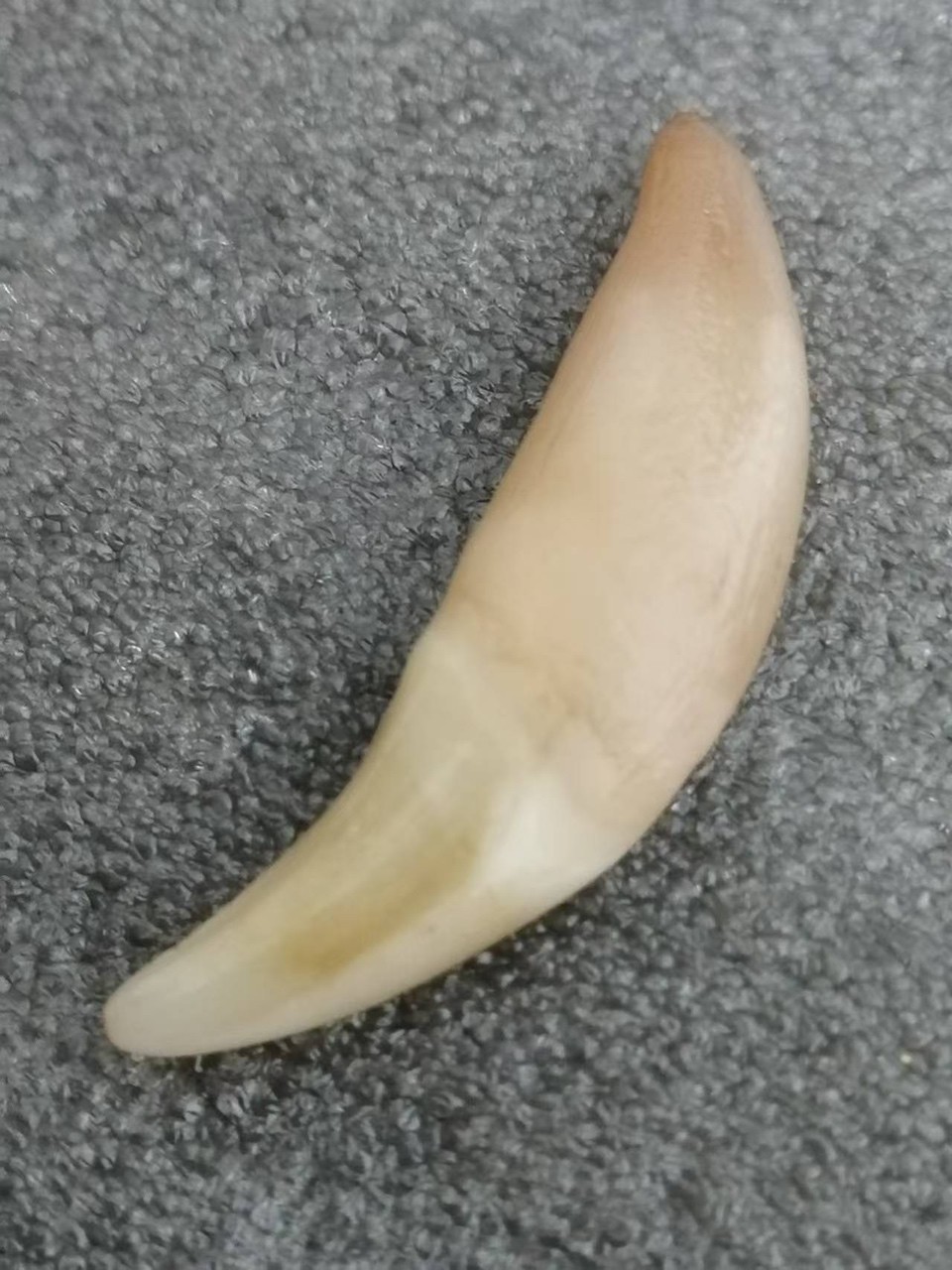 俄羅斯精品牙
