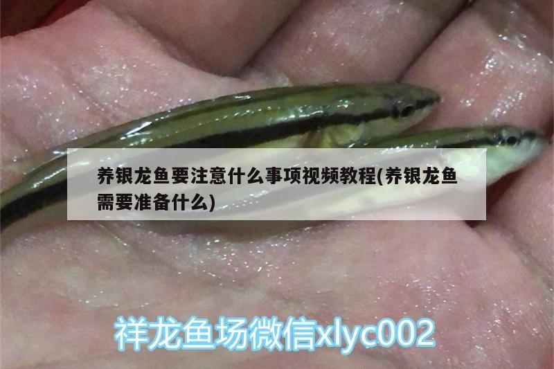養銀龍魚要注意什么事項視頻教程(養銀龍魚需要準備什么)