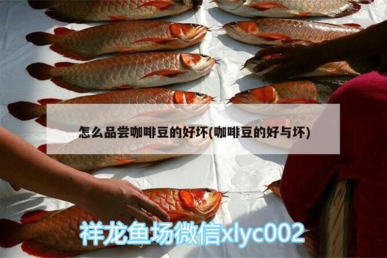 怎么品嘗咖啡豆的好壞(咖啡豆的好與壞)