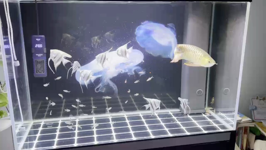 我這金龍配魚怎么樣