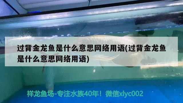 過背金龍魚是什么意思網絡用語(過背金龍魚是什么意思網絡用語)