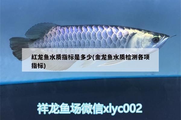 紅龍魚水質(zhì)指標(biāo)：關(guān)于紅龍魚水質(zhì)指標(biāo)的詳細(xì)介紹