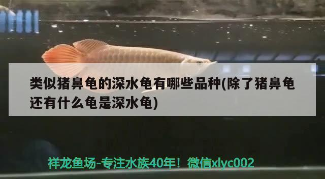類似豬鼻龜的深水龜有哪些品種(除了豬鼻龜還有什么龜是深水龜)
