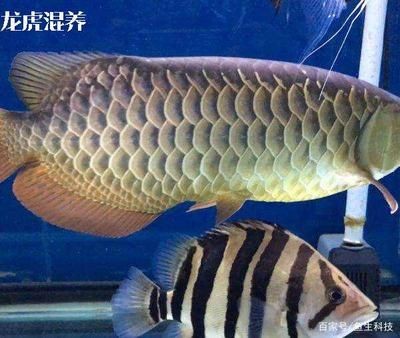 怎么區分泰虎和印尼虎：泰虎和印尼虎在多個方面存在明顯的區別