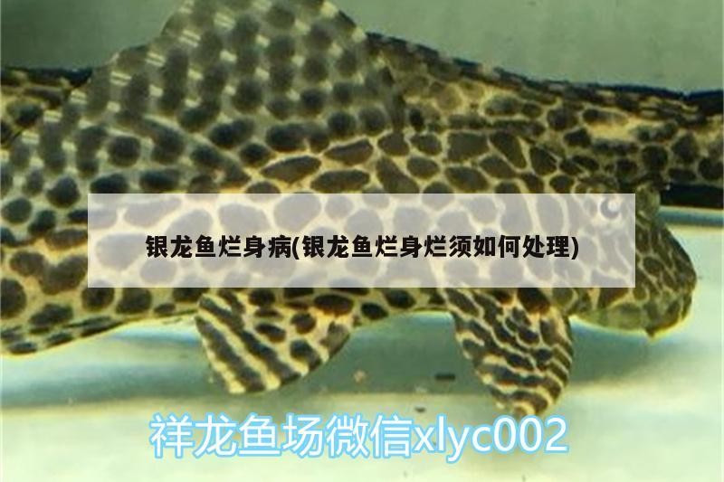 銀龍魚爛身病(銀龍魚爛身爛須如何處理)