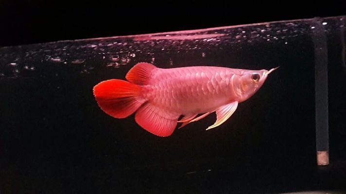 金龍魚適應(yīng)環(huán)境能力測試：如何緩解金龍魚的環(huán)境應(yīng)激，金龍魚適應(yīng)環(huán)境后的飲食調(diào)整
