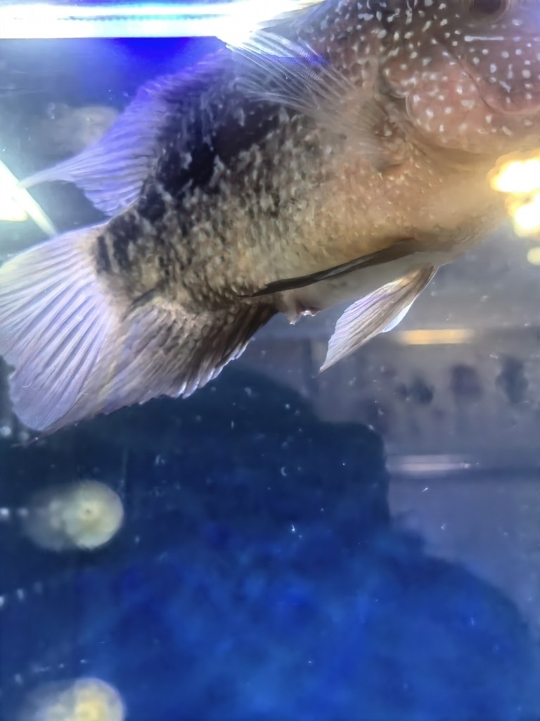 羅漢的肛門紅紅的，是腸炎嗎？