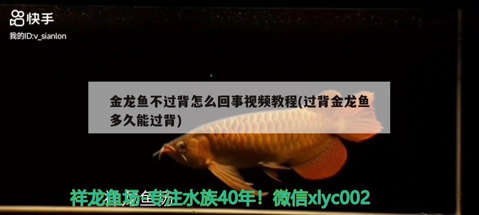 金龍魚不過背怎么回事視頻教程(過背金龍魚多久能過背)