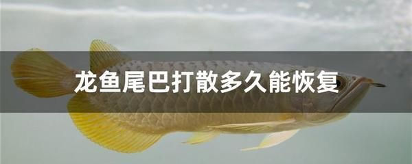 龍魚爛尾巴恢復要多久才能好起來vs祥龍魚場：祥龍魚場龍魚爛尾治療期間注意事項 龍魚爛尾巴恢復要多久才能好起來vs祥龍魚場：祥龍魚場龍魚爛尾治療期間注意事項 vs祥龍魚場 第2張