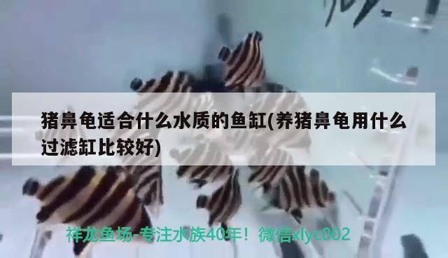 豬鼻龜適合什么水質的魚缸(養豬鼻龜用什么過濾缸比較好)