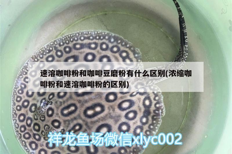 速溶咖啡粉和咖啡豆磨粉有什么區別(濃縮咖啡粉和速溶咖啡粉的區別)