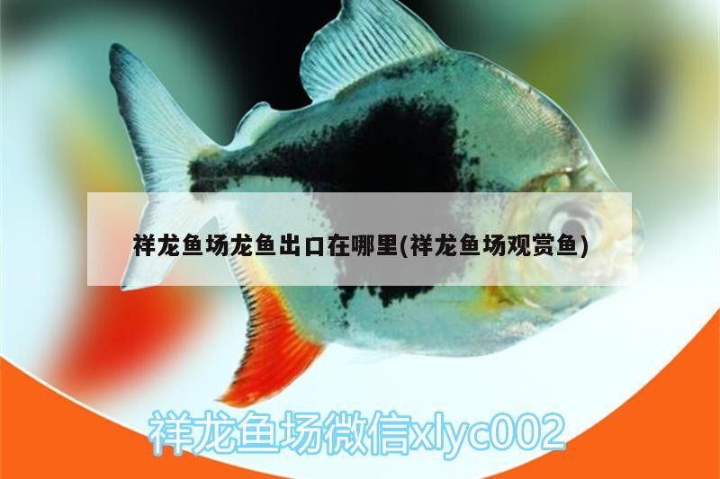 祥龍魚場龍魚出口在哪里(祥龍魚場觀賞魚)