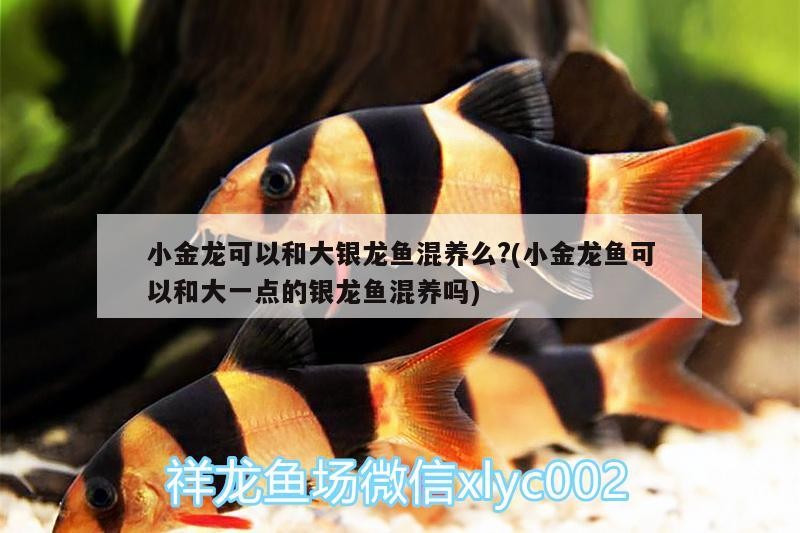 小金龍可以和大銀龍魚混養么?(小金龍魚可以和大一點的銀龍魚混養嗎) 小金龍可以和大銀龍魚混養么?(小金龍魚可以和大一點的銀龍魚混養嗎) 銀龍魚百科