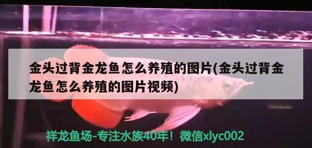 金頭過背金龍魚怎么養殖的圖片(金頭過背金龍魚怎么養殖的圖片視頻)
