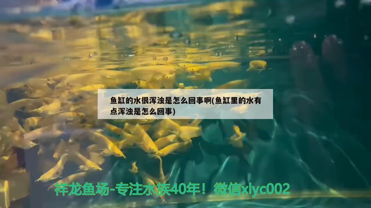 魚缸的水很渾濁是怎么回事啊(魚缸里的水有點渾濁是怎么回事)