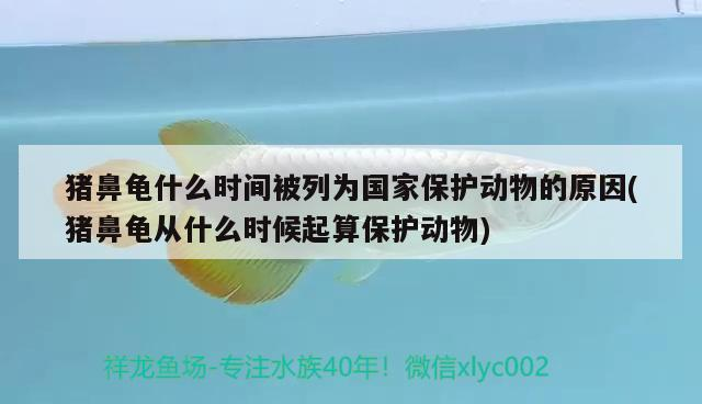 豬鼻龜什么時(shí)間被列為國(guó)家保護(hù)動(dòng)物的原因(豬鼻龜從什么時(shí)候起算保護(hù)動(dòng)物)