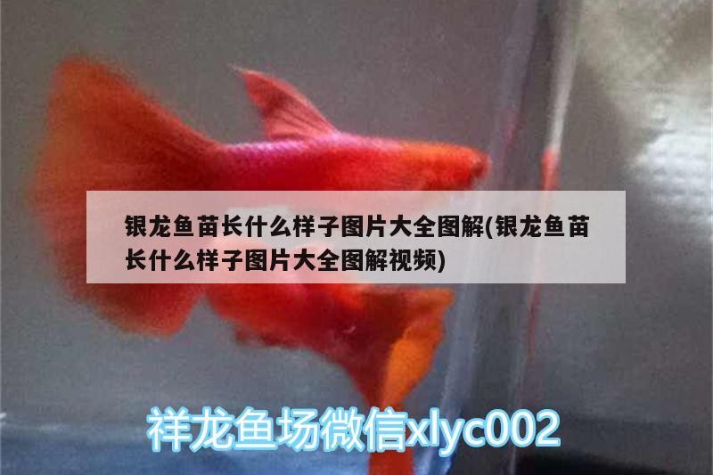 銀龍魚苗長什么樣子圖片大全圖解(銀龍魚苗長什么樣子圖片大全圖解視頻)