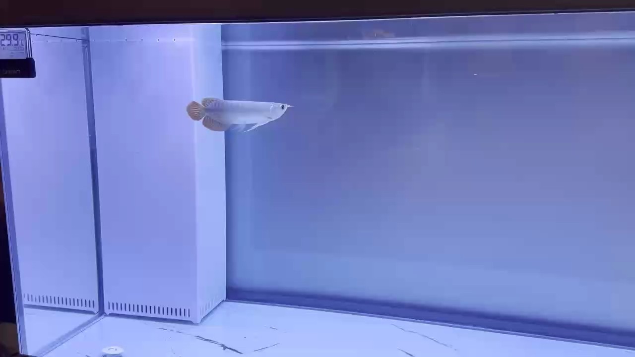 小紅龍入缸第一天