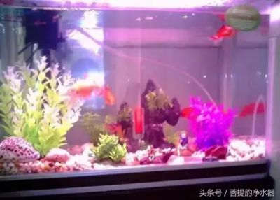5l礦泉水瓶做魚缸多少錢一個：757家礦泉水瓶5l礦泉水瓶制作魚缸的制作方法
