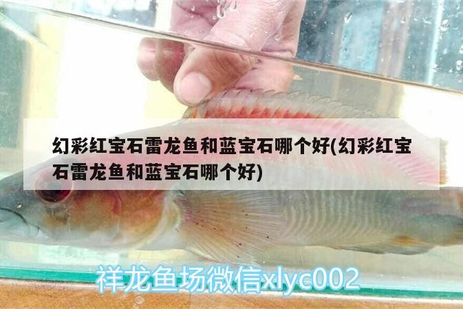 幻彩紅寶石雷龍魚和藍寶石哪個好(幻彩紅寶石雷龍魚和藍寶石哪個好)