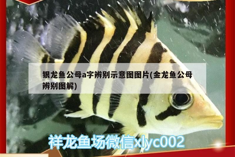 銀龍魚(yú)公母a字辨別示意圖圖片(金龍魚(yú)公母辨別圖解)