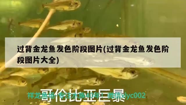 過背金龍魚發色階段圖片(過背金龍魚發色階段圖片大全)