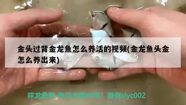 金頭過背金龍魚怎么養活的視頻(金龍魚頭金怎么養出來)