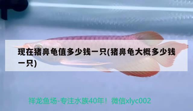 現在豬鼻龜值多少錢一只(豬鼻龜大概多少錢一只)
