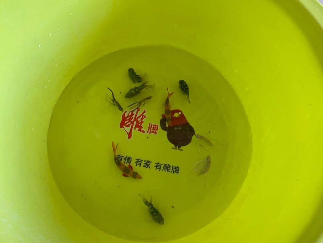 買魚