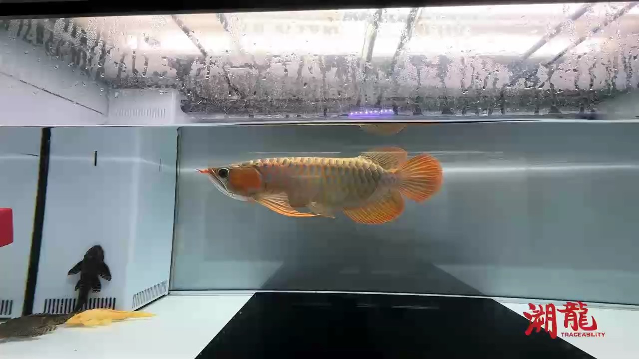 一年半小紅龍 第7個月更新