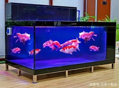 600的魚缸養幾條魚合適：小魚缸養魚的數量和魚缸的特性來分析適合養幾條魚