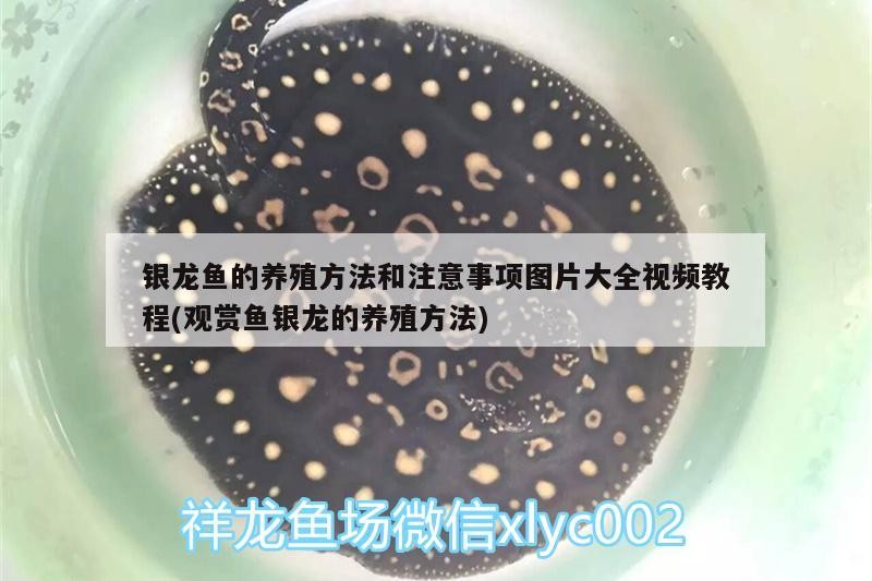 銀龍魚的養(yǎng)殖方法和注意事項圖片大全視頻教程(觀賞魚銀龍的養(yǎng)殖方法)
