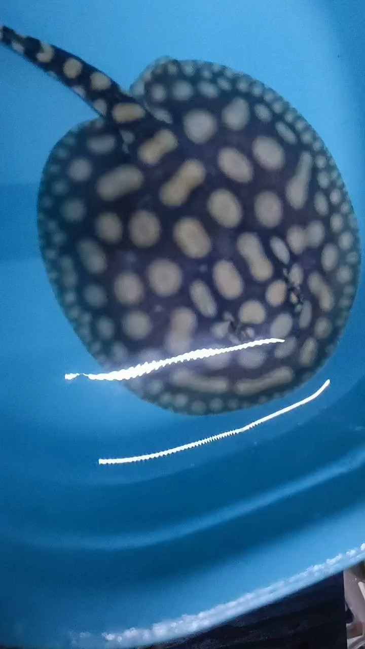 發(fā)走