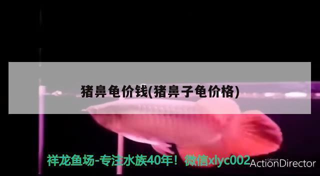 豬鼻龜價(jià)錢(qián)(豬鼻子龜價(jià)格)