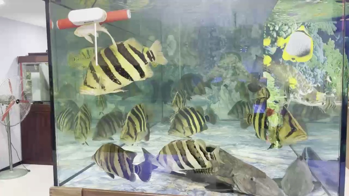 大虎魚缸