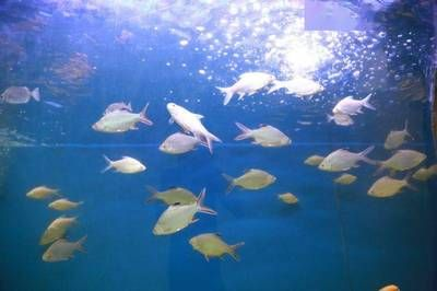 好玩的淡水觀賞魚（淡水觀賞魚品種有哪些）
