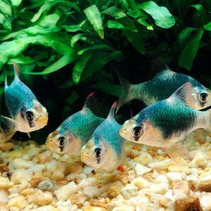 虎魚好養(yǎng)活嗎？：泰國(guó)虎魚和印度尼西亞虎魚的飼養(yǎng)難易程度