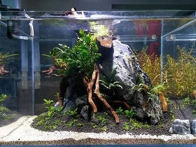 30厘米小魚缸簡(jiǎn)單造景圖片：30厘米小魚缸簡(jiǎn)單造景圖片案例