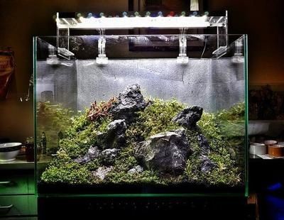 30厘米小魚缸簡(jiǎn)單造景圖片：30厘米小魚缸簡(jiǎn)單造景圖片案例