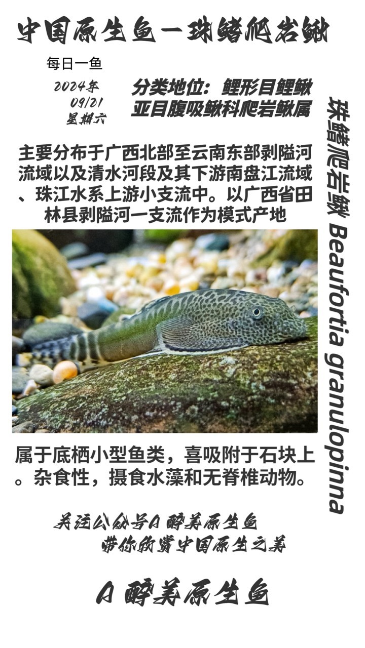 珠鰭爬巖鰍