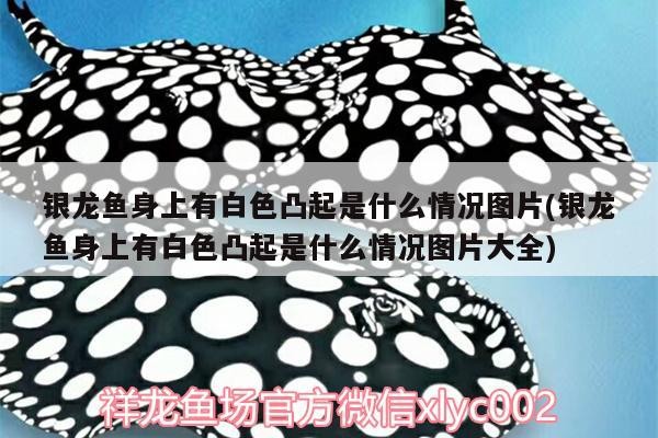 銀龍魚身上有白色凸起是什么情況圖片(銀龍魚身上有白色凸起是什么情況圖片大全)